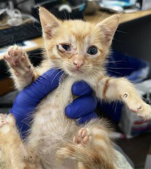 Domestic Medium Hair Cats Available for Adoption in Dallas, Texas - CHARLES | PetCurious