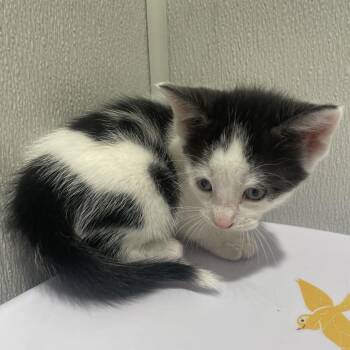 Percy -  Domestic Short Hair Cat for Adoption in Tampa, Florida - Percy | PetCurious