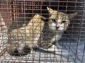 Rescue Domestic Short Hair Cats for Adoption in Houston, Texas - BUCK | PetCurious