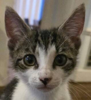 Rescue Domestic Short Hair Cats for Adoption in Smithfield, North Carolina - Corolla | PetCurious