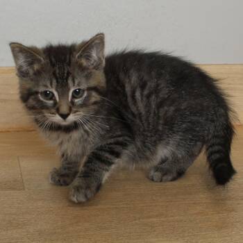 Domestic Medium Hair Cats Available for Adoption in Minnetonka, Minnesota - Pool Party C69618 | PetCurious