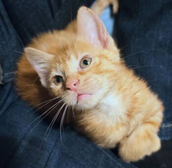 Oliver -  Domestic Short Hair Cat for Adoption in Kansas City, Kansas - Oliver | PetCurious