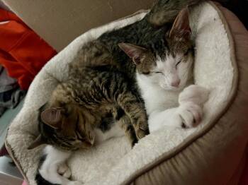 Sai -  Domestic Short Hair Cat for Adoption in Lake Wylie, South Carolina - Sai | PetCurious