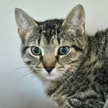Ellie -  Domestic Short Hair Cat for Adoption in Burlington, Ontario - Ellie | PetCurious