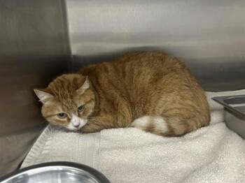 Rescue Domestic Short Hair Cats for Adoption in St. Peters, Missouri - GINGER | PetCurious