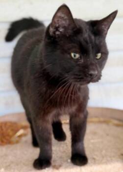 Domestic Short Hair Cats Available for Adoption in Johnson City, Tennessee - Coal | PetCurious
