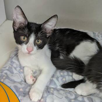 Fern -  Domestic Short Hair Cat for Adoption in Hannibal, Missouri - Fern | PetCurious