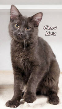 Rescue Domestic Short Hair Cats for Adoption in Mason, Michigan - Chow Mein | PetCurious