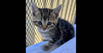 Domestic Short Hair Cats Available for Adoption in Chalfont, Pennsylvania - Jelly | PetCurious