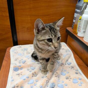 Wendy -  Domestic Short Hair Cat for Adoption in Chico, California - Wendy | PetCurious