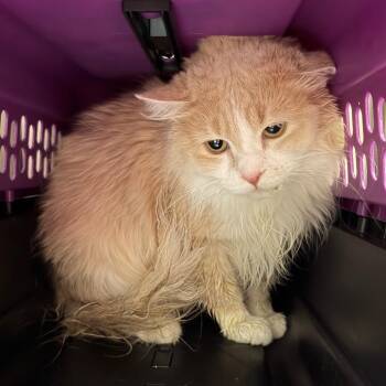 Domestic Medium Hair Cats Available for Adoption - Spritz Cookie | PetCurious