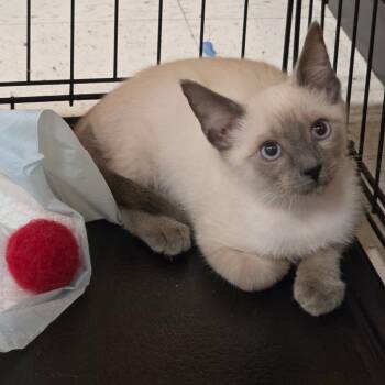 Frost -  Domestic Short Hair and Siamese Cat for Adoption in Fort Worth, Texas - Frost | PetCurious