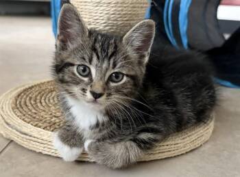 ZEP -  Domestic Short Hair Cat for Adoption in Sarasota, Florida - ZEP | PetCurious