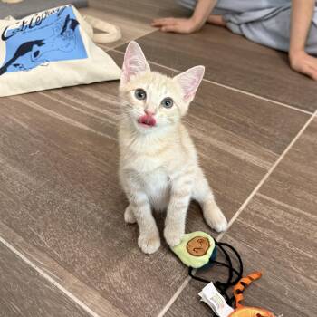 Jolly -  Domestic Short Hair Cat for Adoption - Jolly | PetCurious