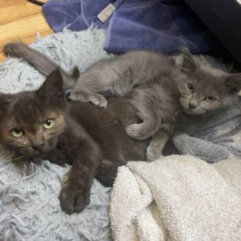 Shiloh (Bonded with Lancaster) -  Domestic Long Hair Cat for Adoption in Greenfield, Indiana - Shiloh (Bonded With Lancaster) | PetCurious
