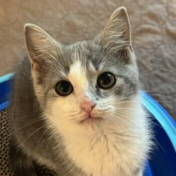 Allison - 6307 Short RD -  Domestic Short Hair Cat for Adoption in Abingdon, Maryland - Allison - 6307 Short RD | PetCurious