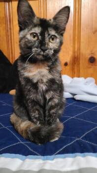 Tango -  Domestic Short Hair Cat for Adoption in Kettering, Ohio - Tango | PetCurious