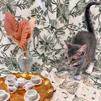 Earl Grey -  Domestic Short Hair Cat for Adoption in Fort Worth, Texas - Earl Grey | PetCurious