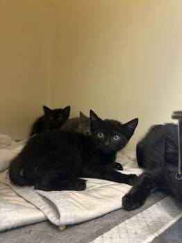 Street Corn -  Domestic Short Hair Cat for Adoption in King William, Virginia - Street Corn | PetCurious