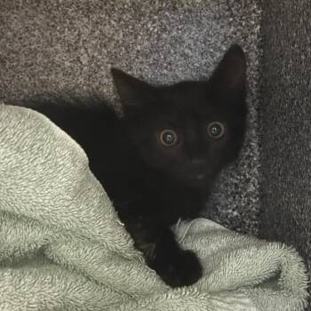 Deer -  Domestic Short Hair Cat for Adoption in Pasadena, California - Deer | PetCurious