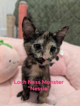 Rescue Domestic Short Hair Cats for Adoption in Champaign, Illinois - Nessie | PetCurious
