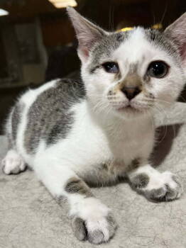 Rescue Domestic Short Hair Cats for Adoption in Randolph, Massachusetts - Lovely Lira | PetCurious