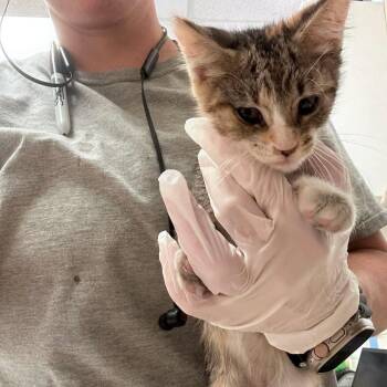 Marshie 26-08-067 -  Domestic Short Hair Cat for Adoption in Bastrop, Texas - Marshie 26-08-067 | PetCurious