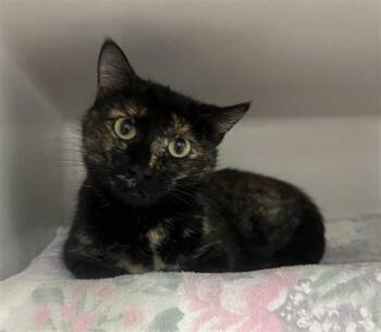 Domestic Short Hair Cats Available for Adoption in Boston, Massachusetts - PENNY | PetCurious