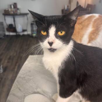 Dove -  Domestic Short Hair Cat for Adoption in Kirklin, Indiana - Dove | PetCurious