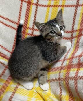 Sable -  Domestic Short Hair Cat for Adoption in Jackson, Michigan - Sable | PetCurious