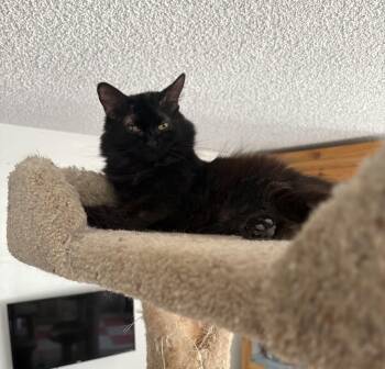 Rescue Domestic Long Hair Cats for Adoption in Carson City, Nevada - Destiny | PetCurious