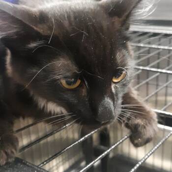 Lyng -  Domestic Short Hair Cat for Adoption in Spokane, Washington - Lyng | PetCurious