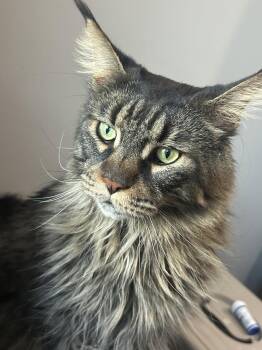 Paul -  Maine Coon Cat for Adoption in Absecon, New Jersey - Paul | PetCurious