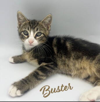 Rescue Tabby and Domestic Short Hair Cats for Adoption in Houston, Texas - Buster #tabby-trio | PetCurious