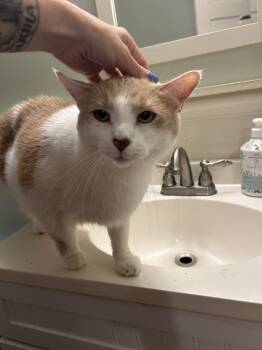 Rescue Domestic Short Hair Cats for Adoption in Randolph, Massachusetts - Axl | PetCurious