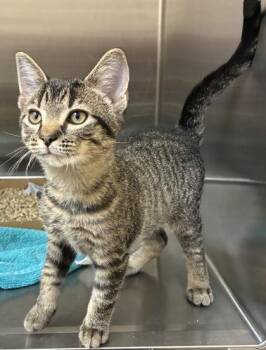 Elvis -  Domestic Short Hair Cat for Adoption in New Albany, Indiana - Elvis | PetCurious