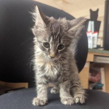 Aria -  Domestic Medium Hair Cat for Adoption in Evansville, Indiana - Aria | PetCurious