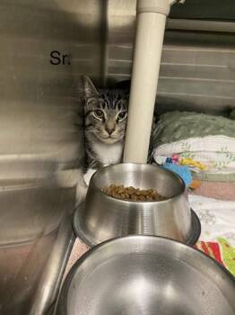 Domestic Short Hair Cats Available for Adoption in Hobart, Indiana - SR | PetCurious