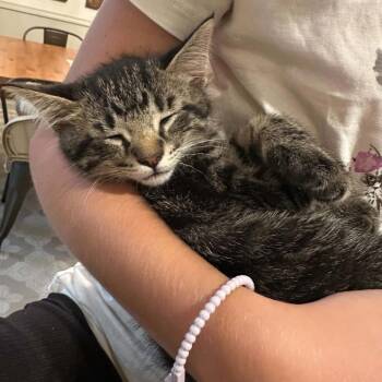 Mushroom -  Domestic Short Hair Cat for Adoption in Walker, Michigan - Mushroom | PetCurious