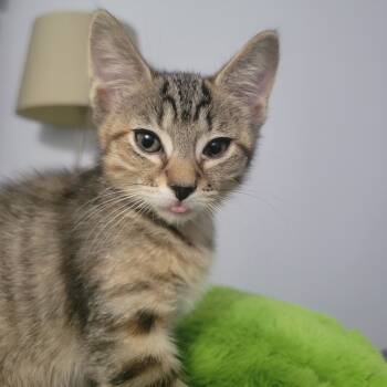 Rescue Domestic Short Hair Cats for Adoption in Reisterstown, Maryland - Olive (needs A Buddy, Or Can Go With Pepperoni And Mushroom) | PetCurious