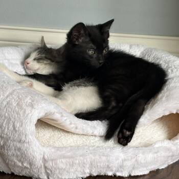 Mikey (k2026) -  Domestic Short Hair Cat for Adoption in Skokie, Illinois - Mikey (k2026) | PetCurious