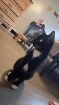 Midnight -  Domestic Short Hair Cat for Adoption in Ruskin, Florida - Midnight | PetCurious