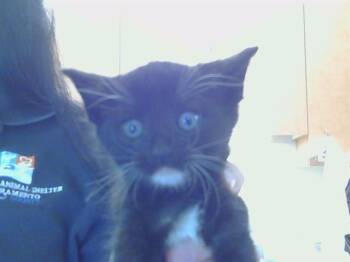 SKEETER -  Domestic Short Hair Cat for Adoption in Sacramento, California - SKEETER | PetCurious