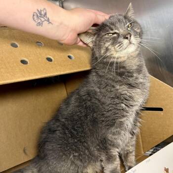 Plot Twist -  Domestic Medium Hair Cat for Adoption in Austin, Texas - Plot Twist | PetCurious
