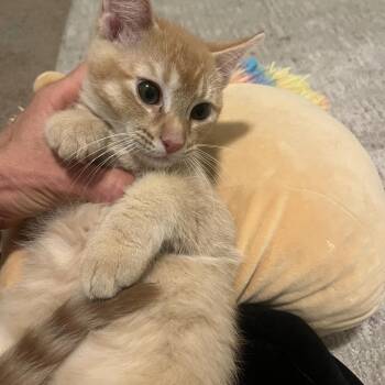 Orion Buttrey (aka Roo) -  Domestic Short Hair Cat for Adoption in Eagle Mountain, Utah - Orion Buttrey (aka Roo) | PetCurious