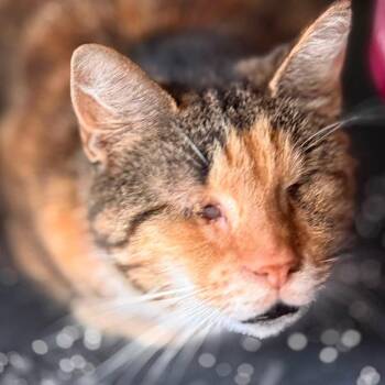 Addie (blind) -  Torbie Cat for Adoption in Huntington, New York - Addie (blind) | PetCurious