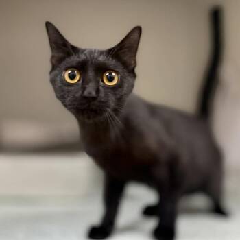 Domestic Short Hair Cats Available for Adoption in Jacksboro, Tennessee - Panther | PetCurious
