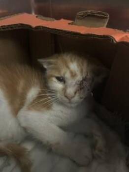 BISON -  Domestic Short Hair Cat for Adoption in Fort Lauderdale, Florida - BISON | PetCurious
