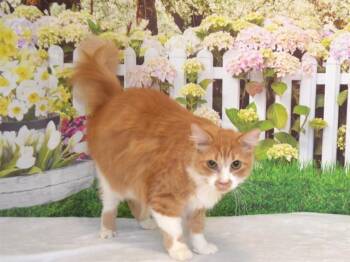 Domestic Medium Hair and Domestic Short Hair Cats Available for Adoption in Oroville, California - FURBY | PetCurious