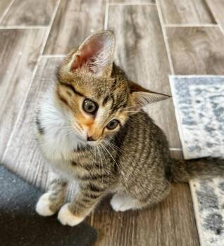 Eliza (FCID 6/23/26-3 Middletown Kitten Palooza -  Tabby and Calico Cat for Adoption in Greenville, Delaware - Eliza (FCID 6/23/26-3 Middletown Kitten Palooza | PetCurious